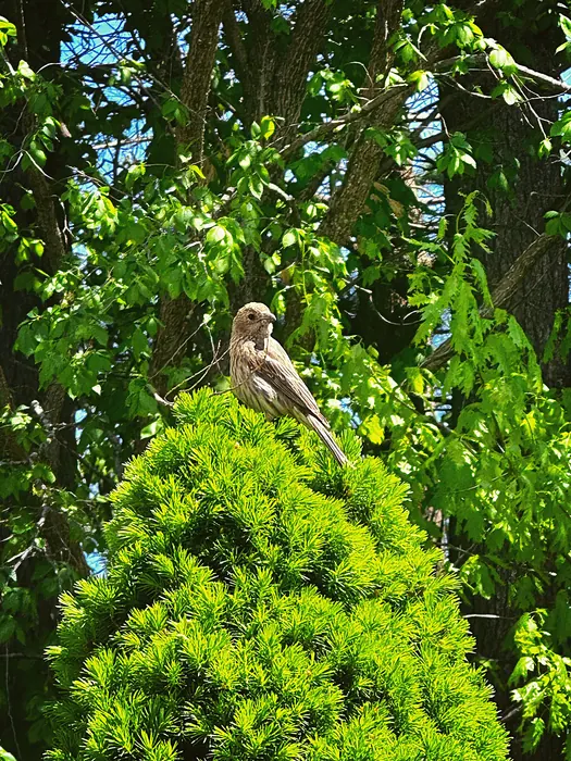 A small bird on a bush