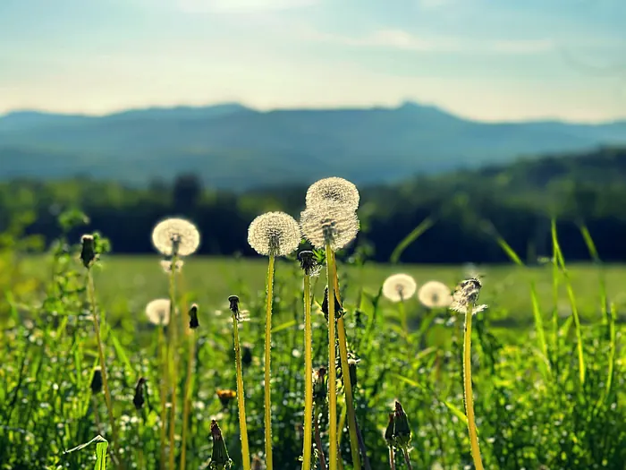 Dandelions 