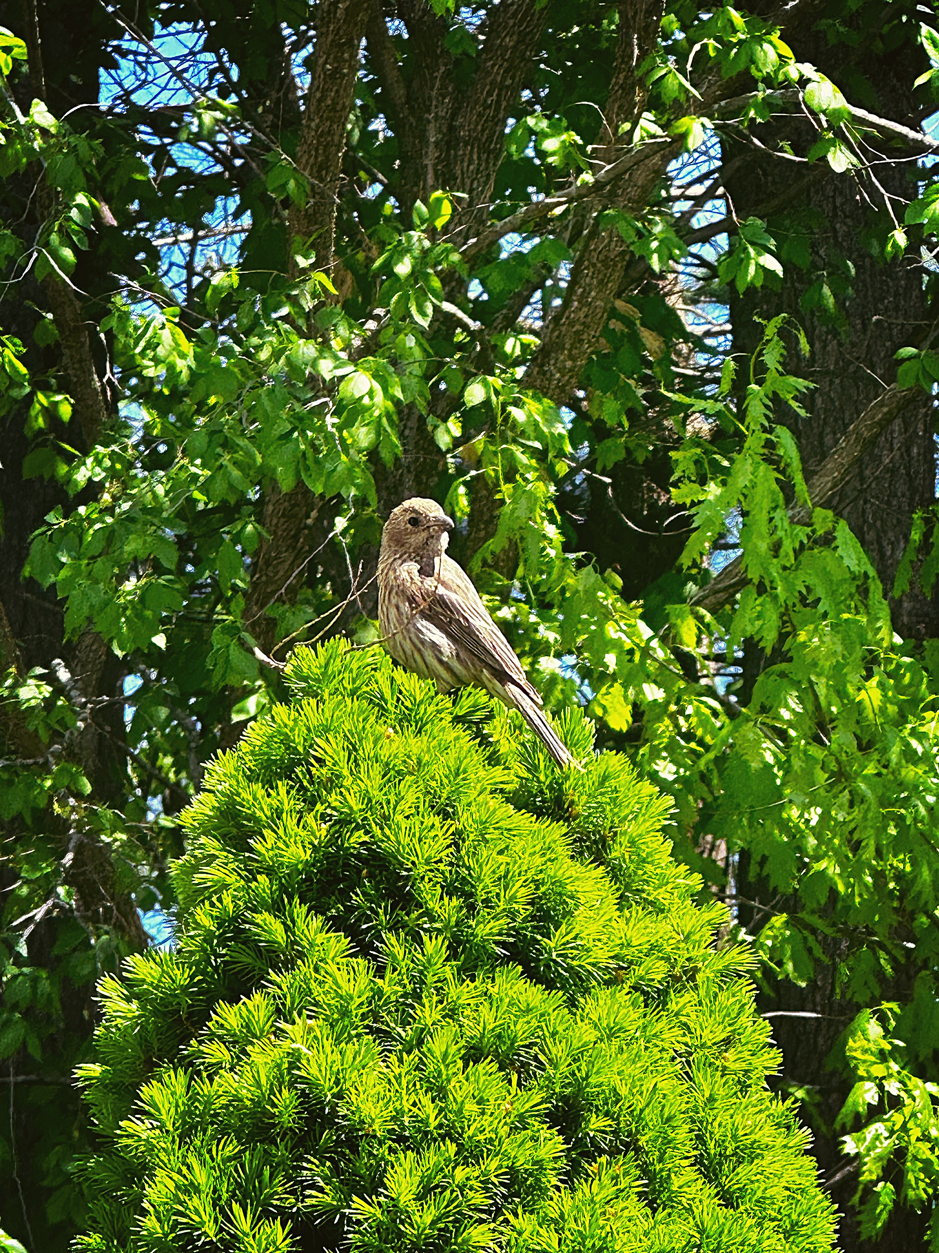 A small bird on a bush