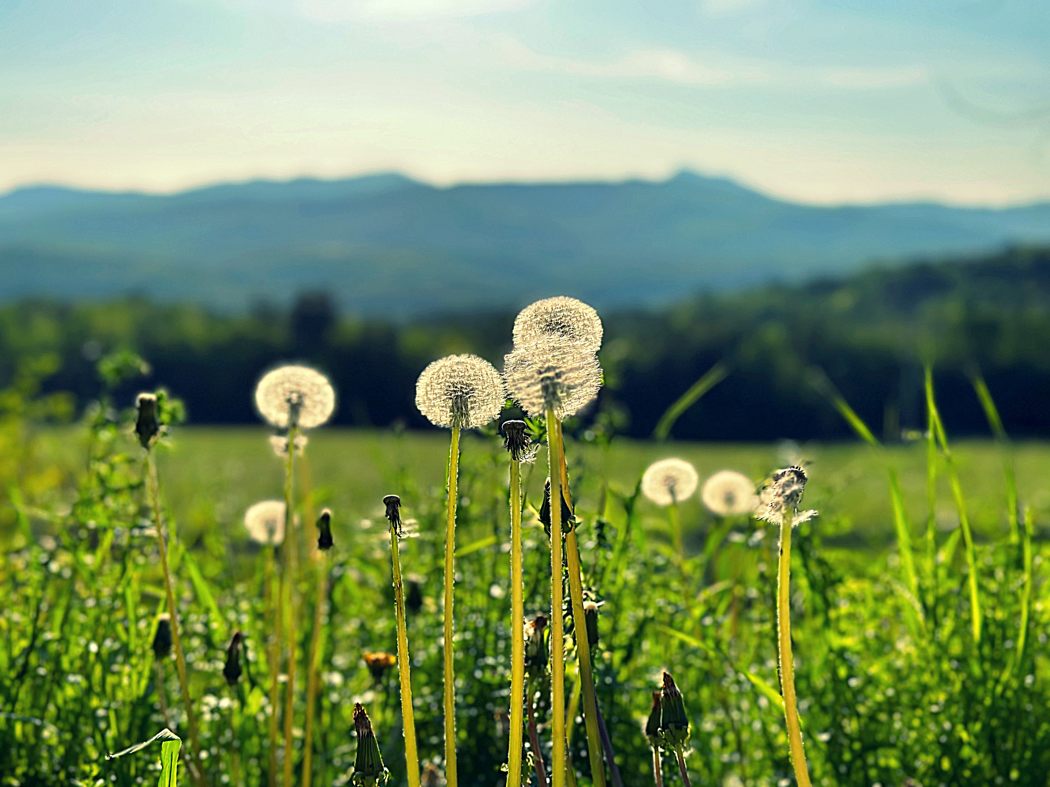 Dandelions 