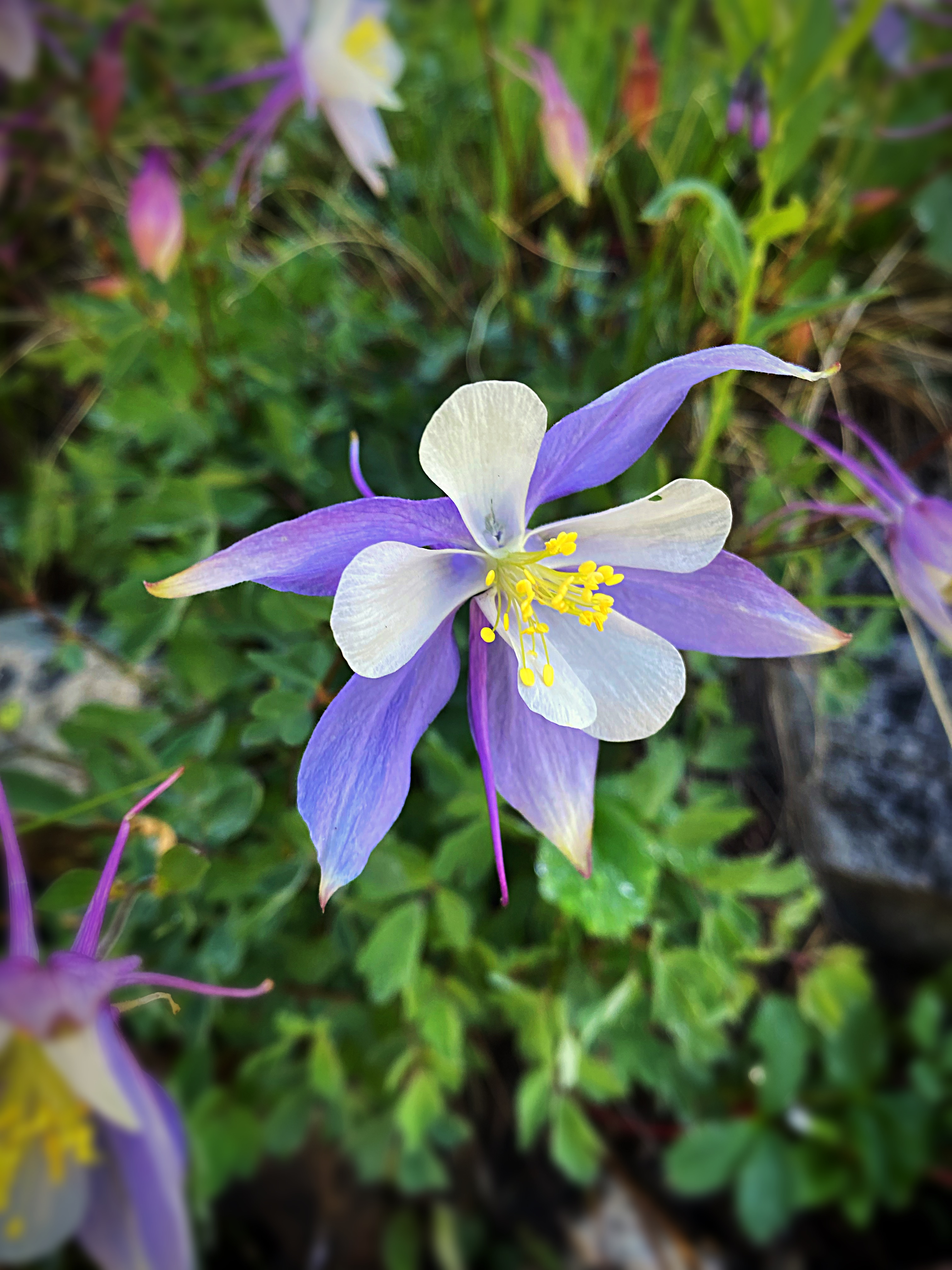 A wild Columbine, Colorado's State Flower